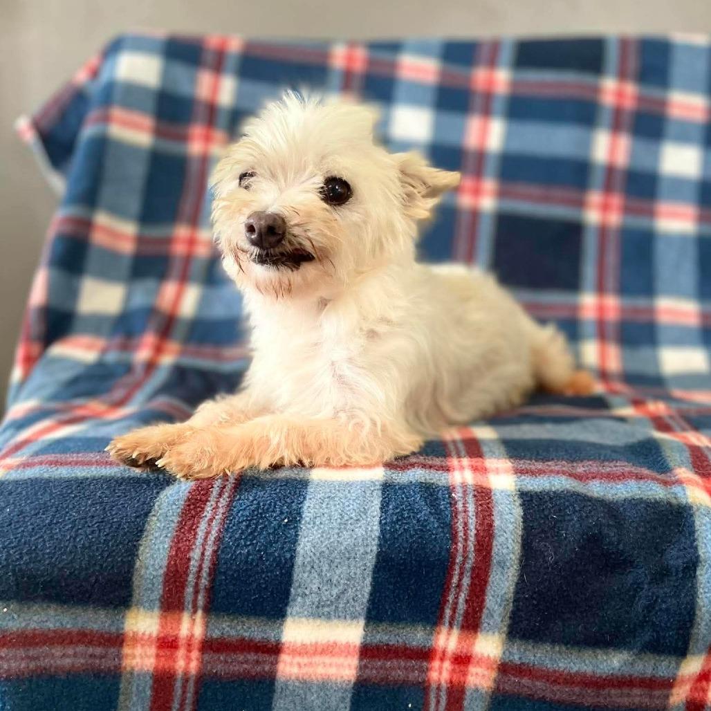 Lemon Drop, a Adoptable Maltese in Jackson, MO image 3/6