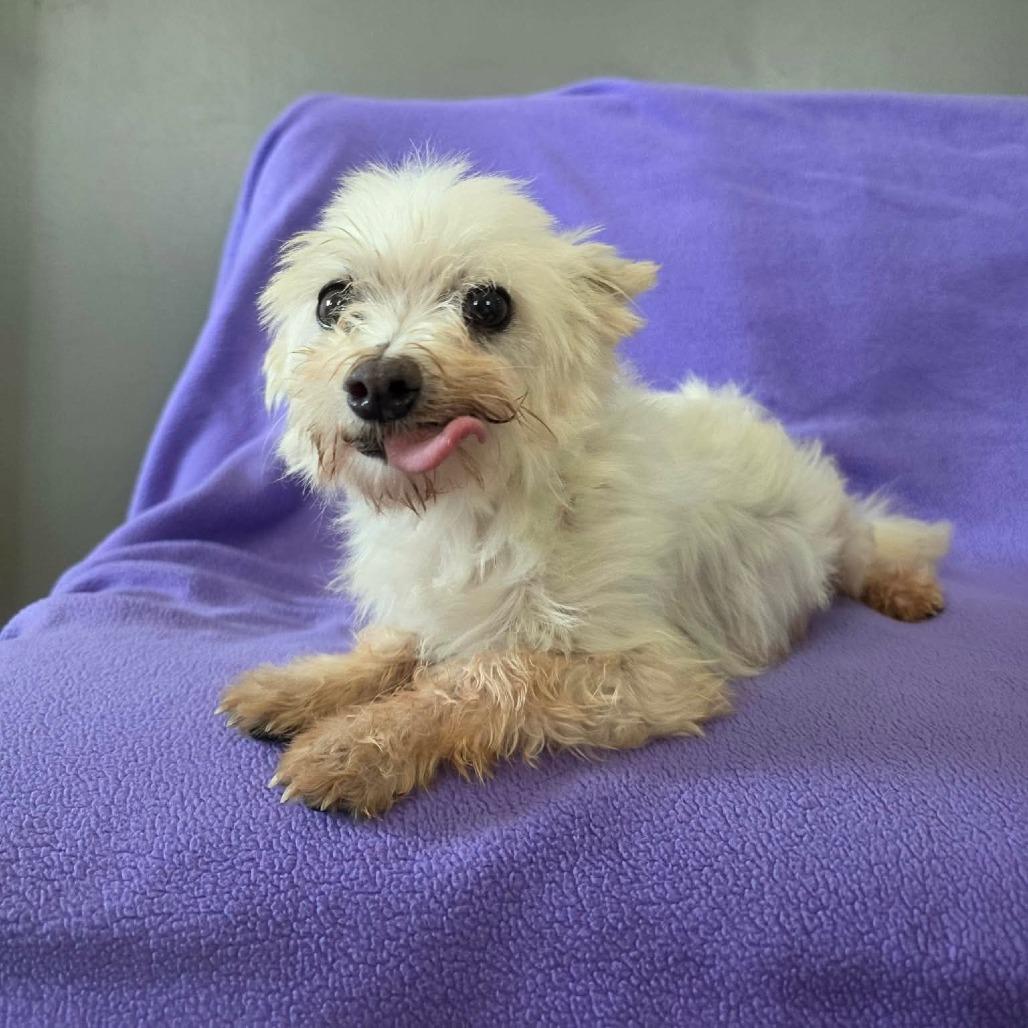 Lemon Drop, a Adoptable Maltese in Jackson, MO image 4/6