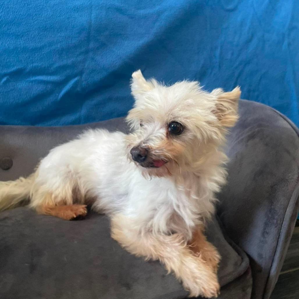 Lemon Drop, a Adoptable Maltese in Jackson, MO image 5/6