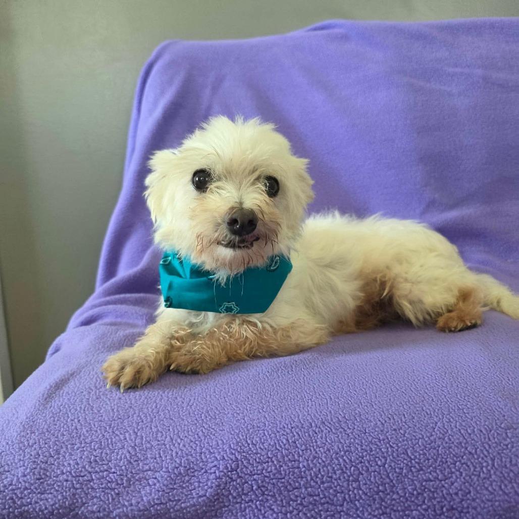 Lemon Drop, a Adoptable Maltese in Jackson, MO image 6/6