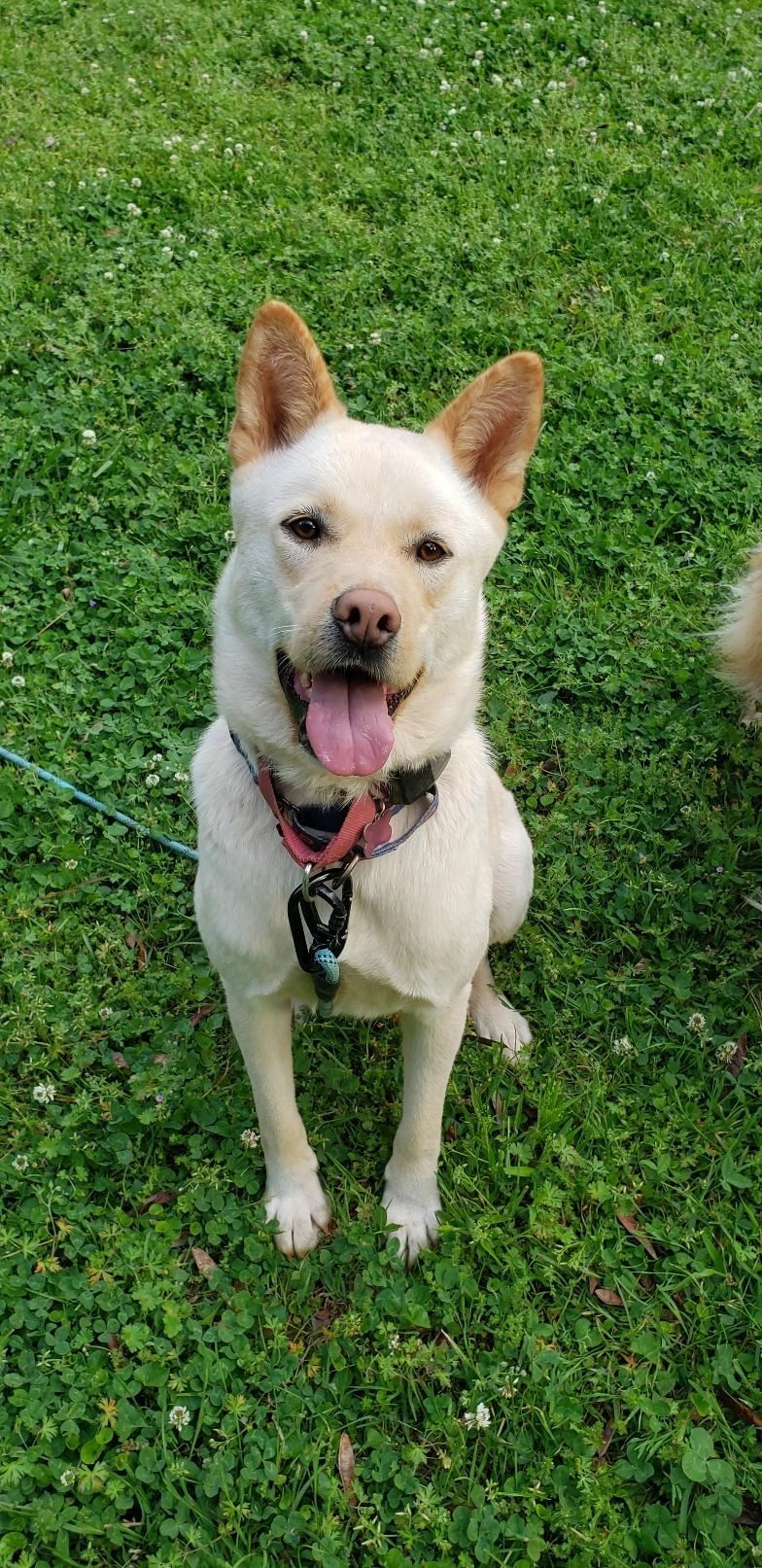 Enlarge LEO, an adoption pending mixed breed in Stone Mountain, GA image 1/5