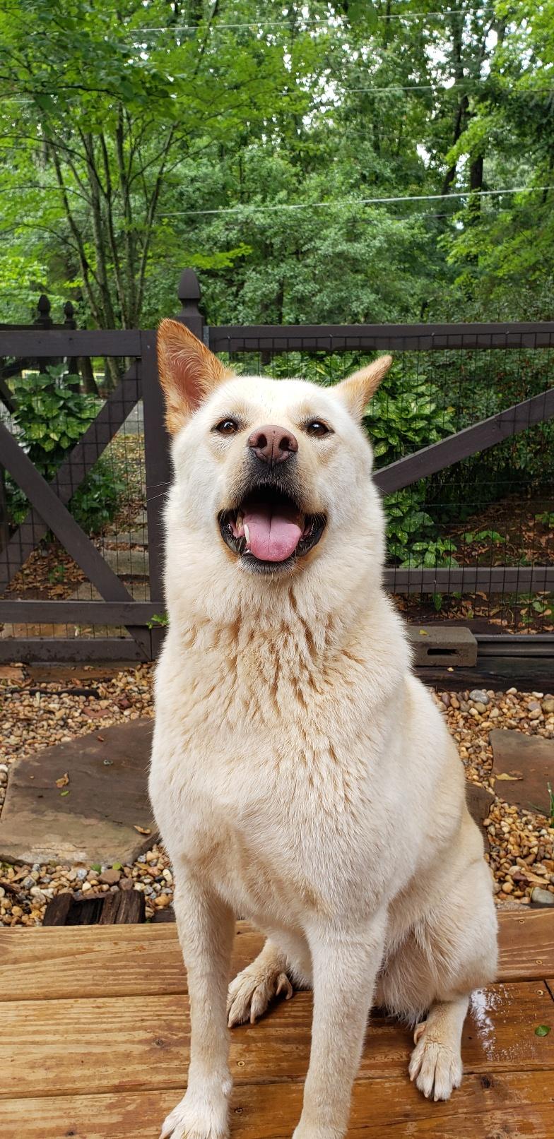 Enlarge LEO, an adoption pending mixed breed in Stone Mountain, GA image 2/5