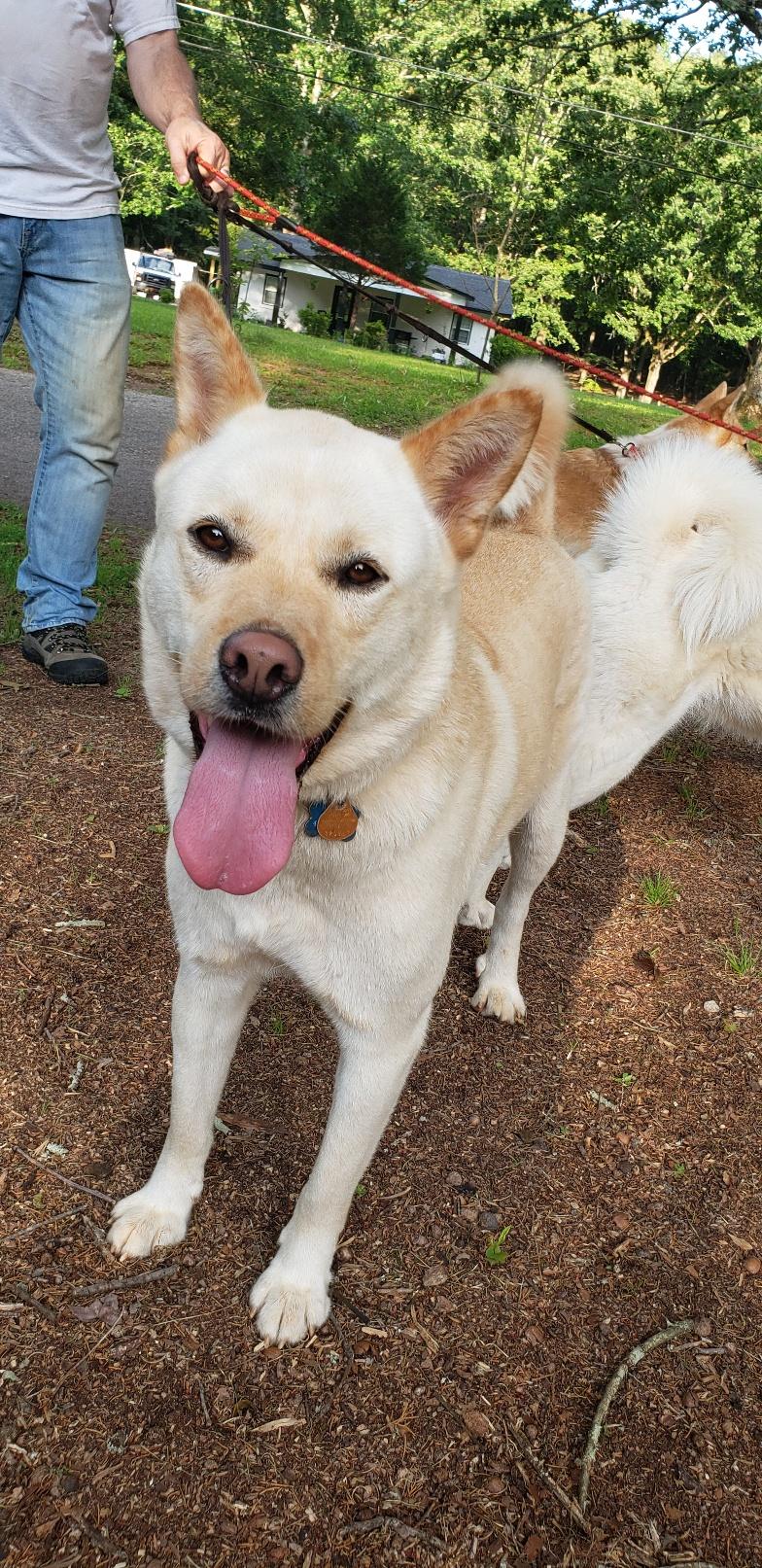 Enlarge LEO, an adoption pending mixed breed in Stone Mountain, GA image 3/5