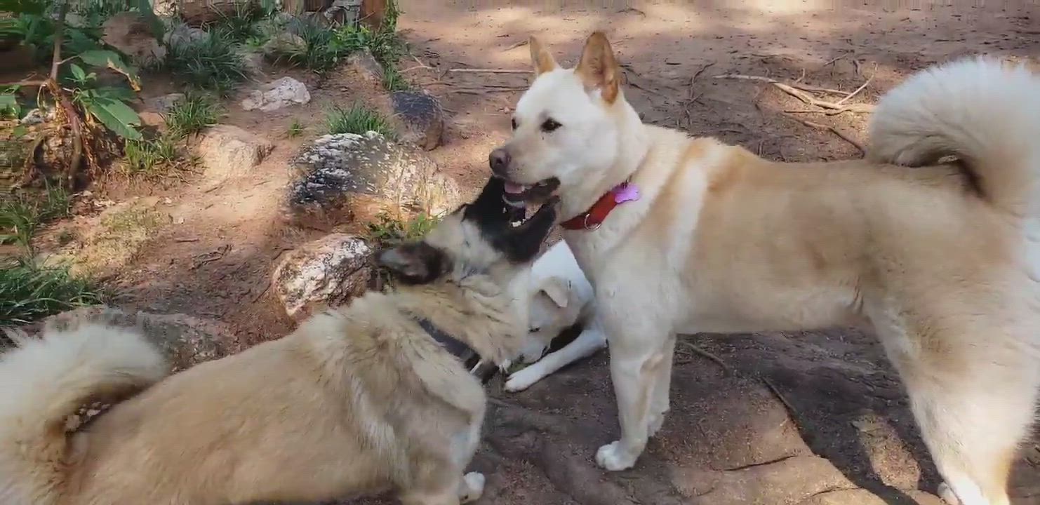 Enlarge LEO, an adoption pending mixed breed in Stone Mountain, GA video 4/5