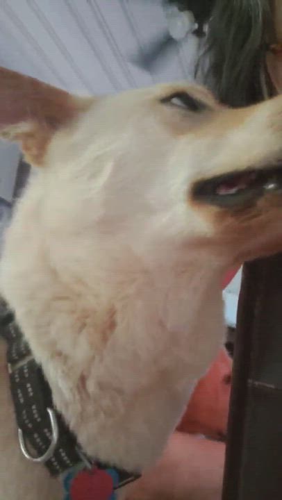 Enlarge LEO, an adoption pending mixed breed in Stone Mountain, GA video 5/5