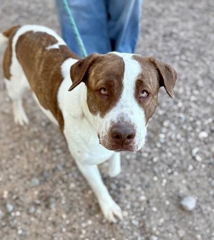 Uma*, Adoptable, Adult Female Mixed Breed & Mixed Breed.