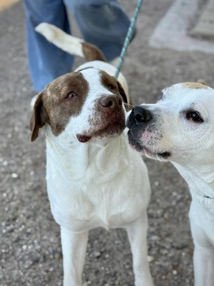 Uma*, a Adoptable mixed breed in El Paso, TX image 2/3