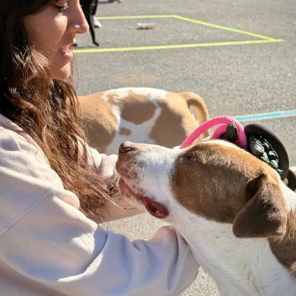 Uma*, a Adoptable mixed breed in El Paso, TX image 3/3