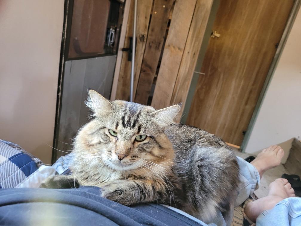 Enlarge CLYDE, a Adopted Manx in Dubois, WY image 1/2