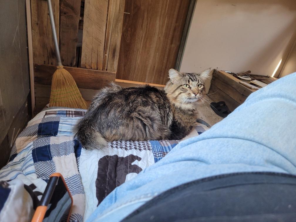 Enlarge CLYDE, a Adopted Manx in Dubois, WY image 2/2