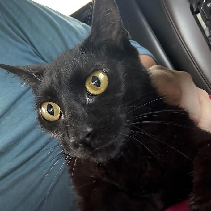 Esmerelda, Adoptable, Kitten Female Domestic Short Hair.