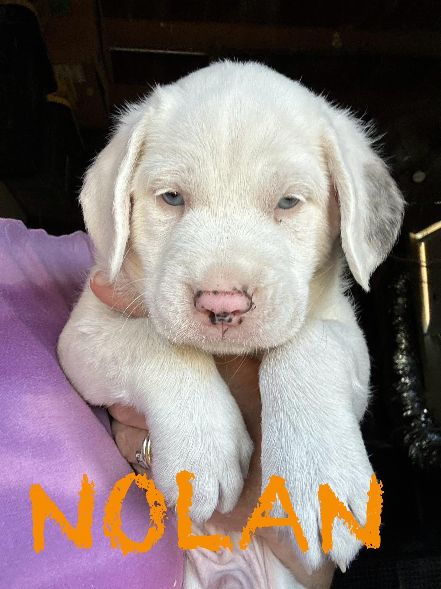 Dog for adoption Nolan Hamilton 1 of 8 siblings looking for a family