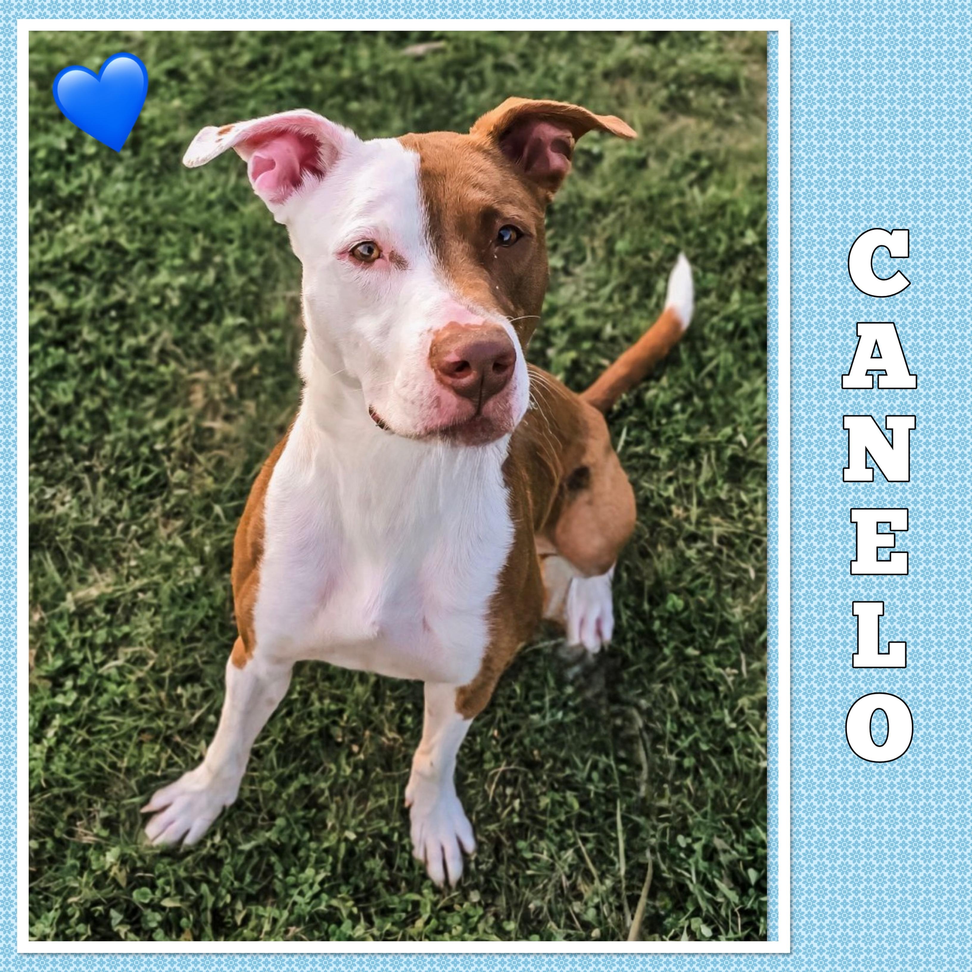 Canelo, a Adoptable mixed breed in Mokena, IL image 1/6