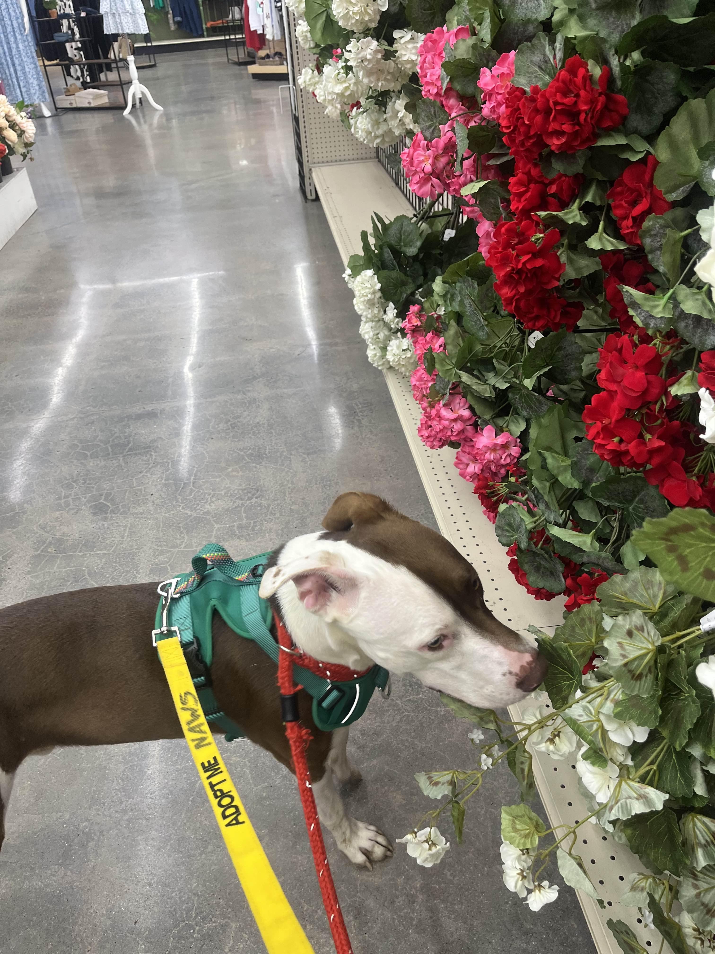 Canelo, a Adoptable mixed breed in Mokena, IL image 2/6