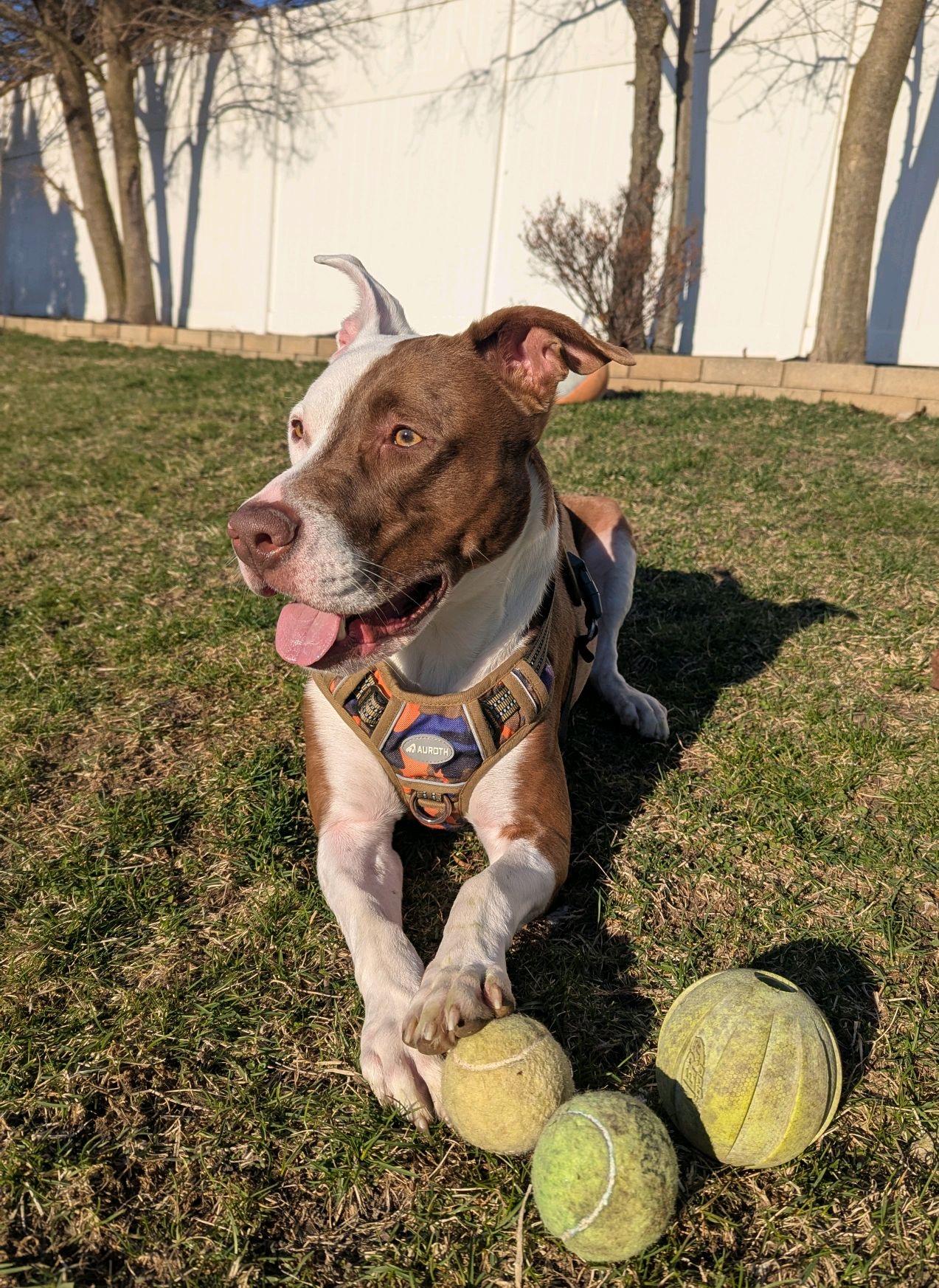 Canelo, a Adoptable mixed breed in Mokena, IL image 6/6