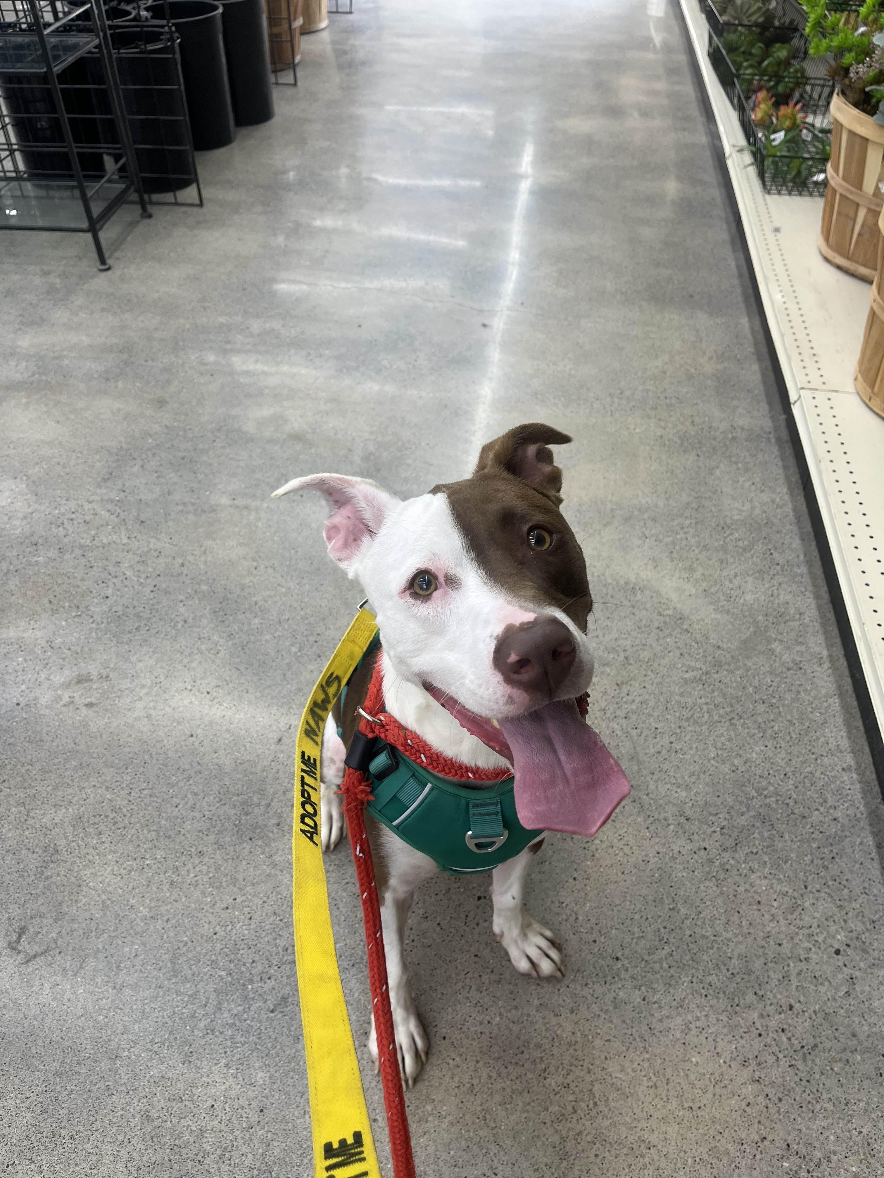 Canelo, a Adoptable mixed breed in Mokena, IL image 3/6