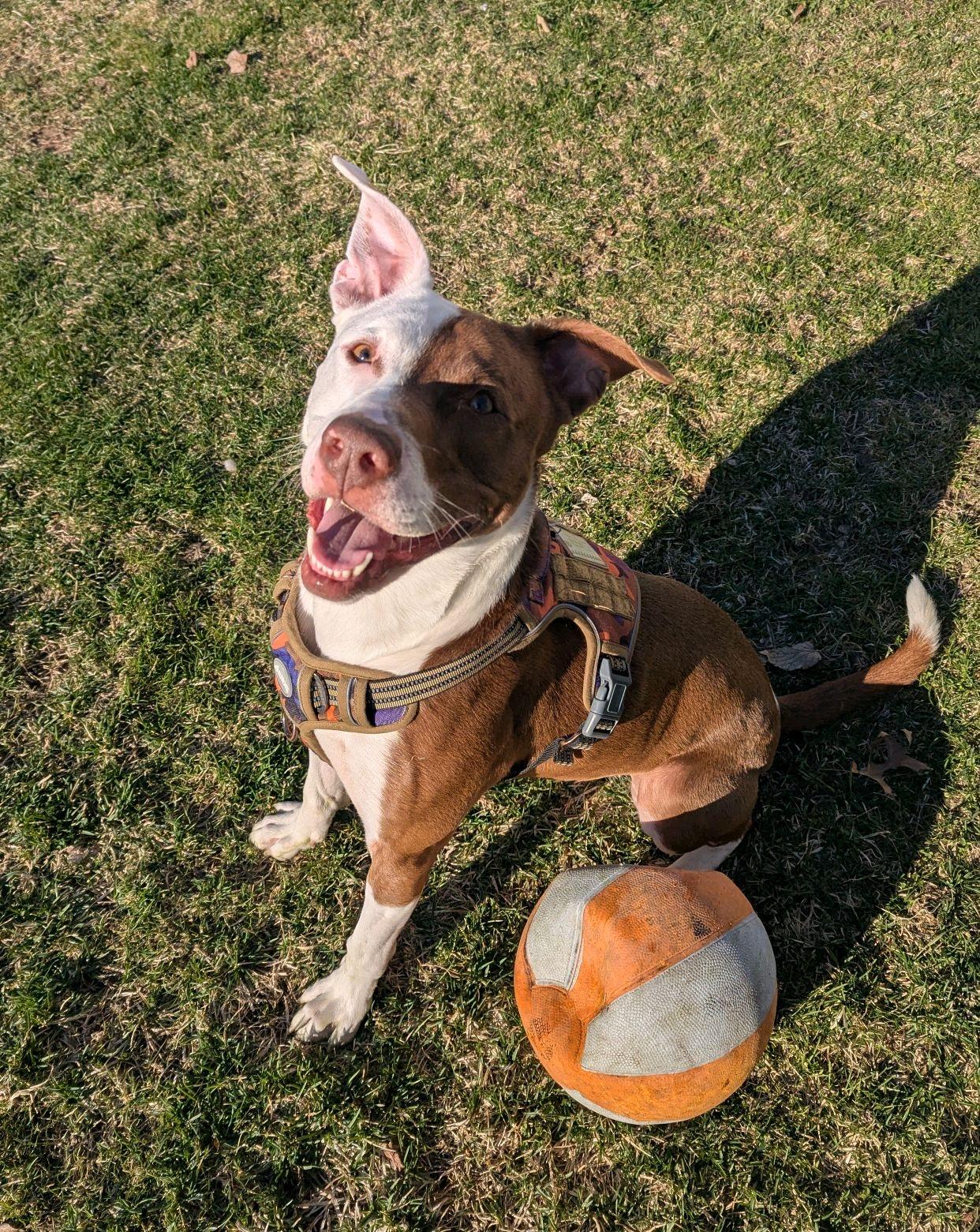 Canelo, a Adoptable mixed breed in Mokena, IL image 5/6