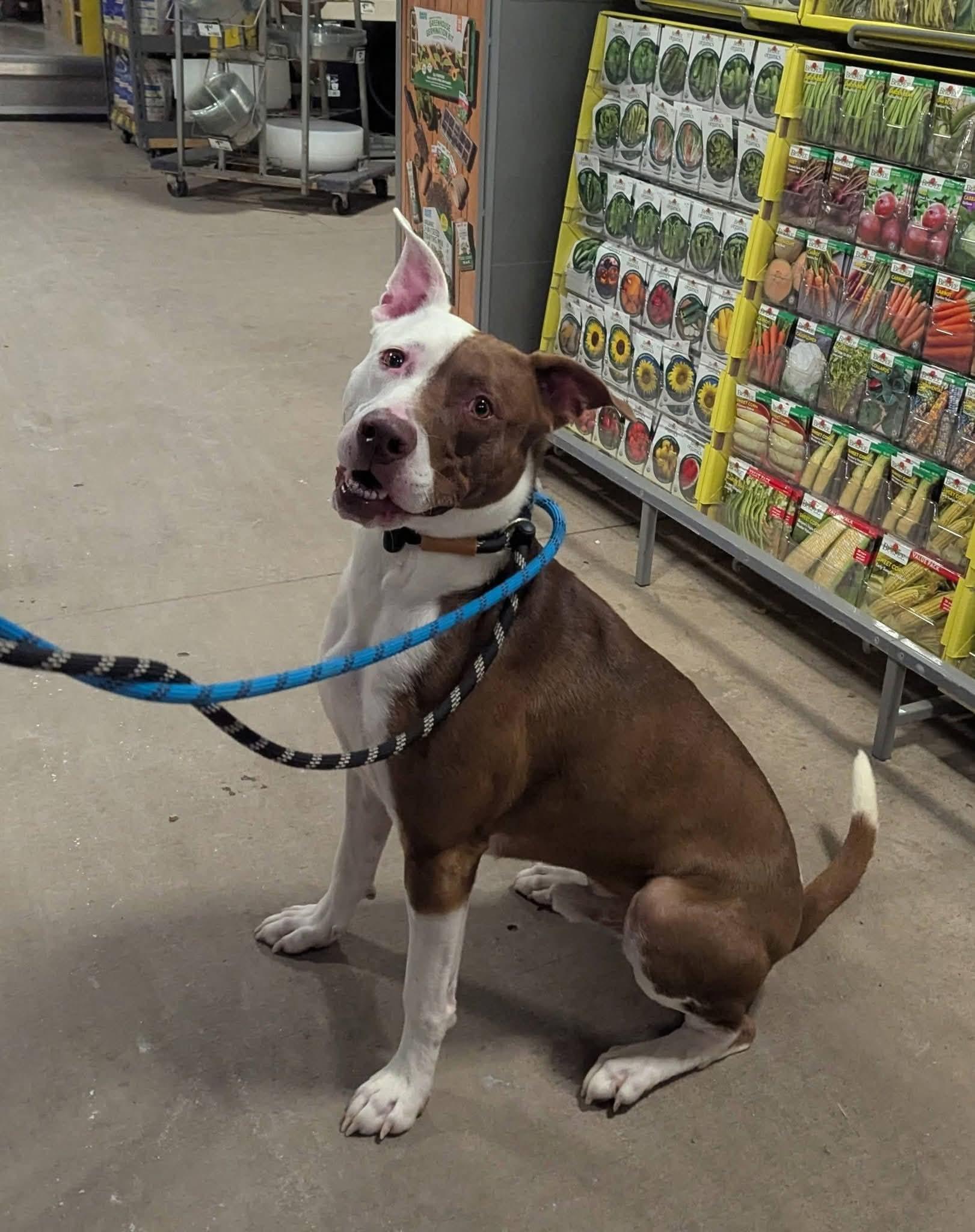 Enlarge Canelo, a Adoptable mixed breed in Mokena, IL image 5/6