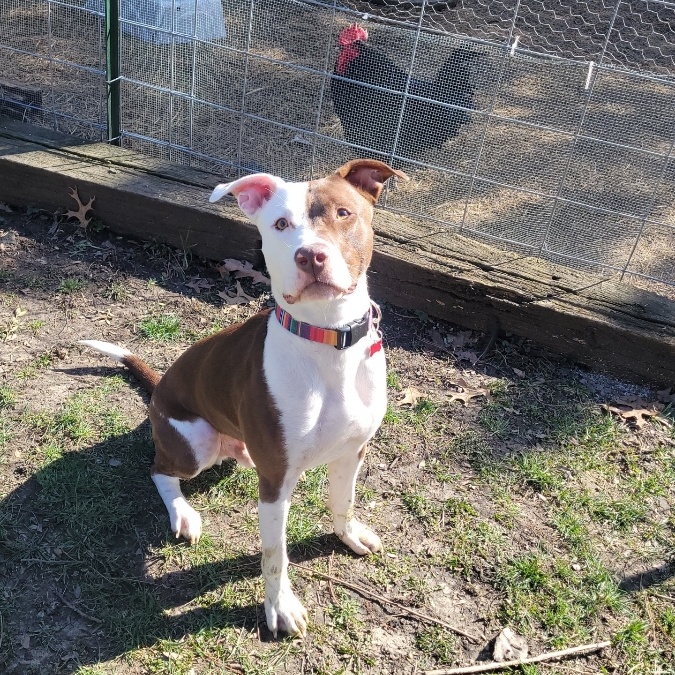 Canelo, a Adoptable mixed breed in Mokena, IL image 5/6