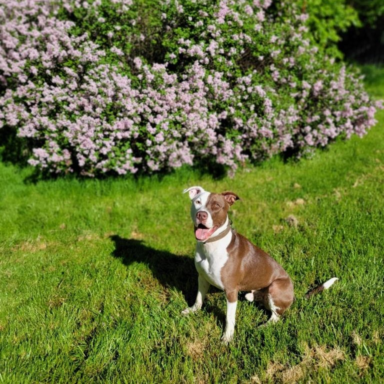 Canelo, a Adoptable mixed breed in Mokena, IL image 6/6
