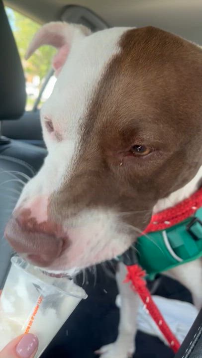 Enlarge Canelo, a Adoptable mixed breed in Mokena, IL video 4/6