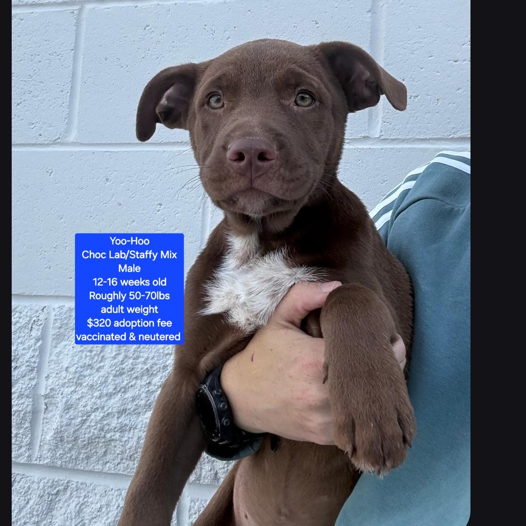 Yoo-Hoo, adopted, Puppy Male Chocolate Labrador Retriever & Staffordshire Bull Terrier.