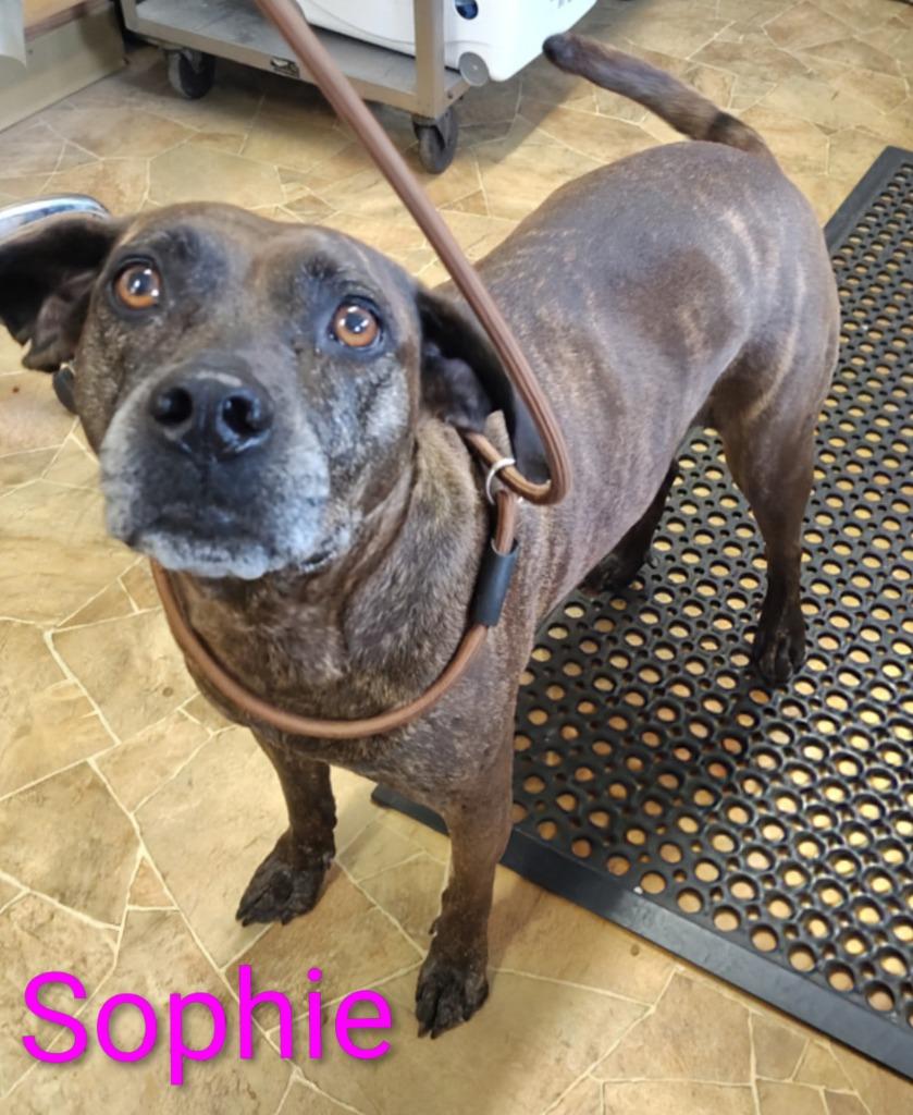 Sophie, Adoptable, Adult Female Catahoula Leopard Dog & Black Mouth Cur.