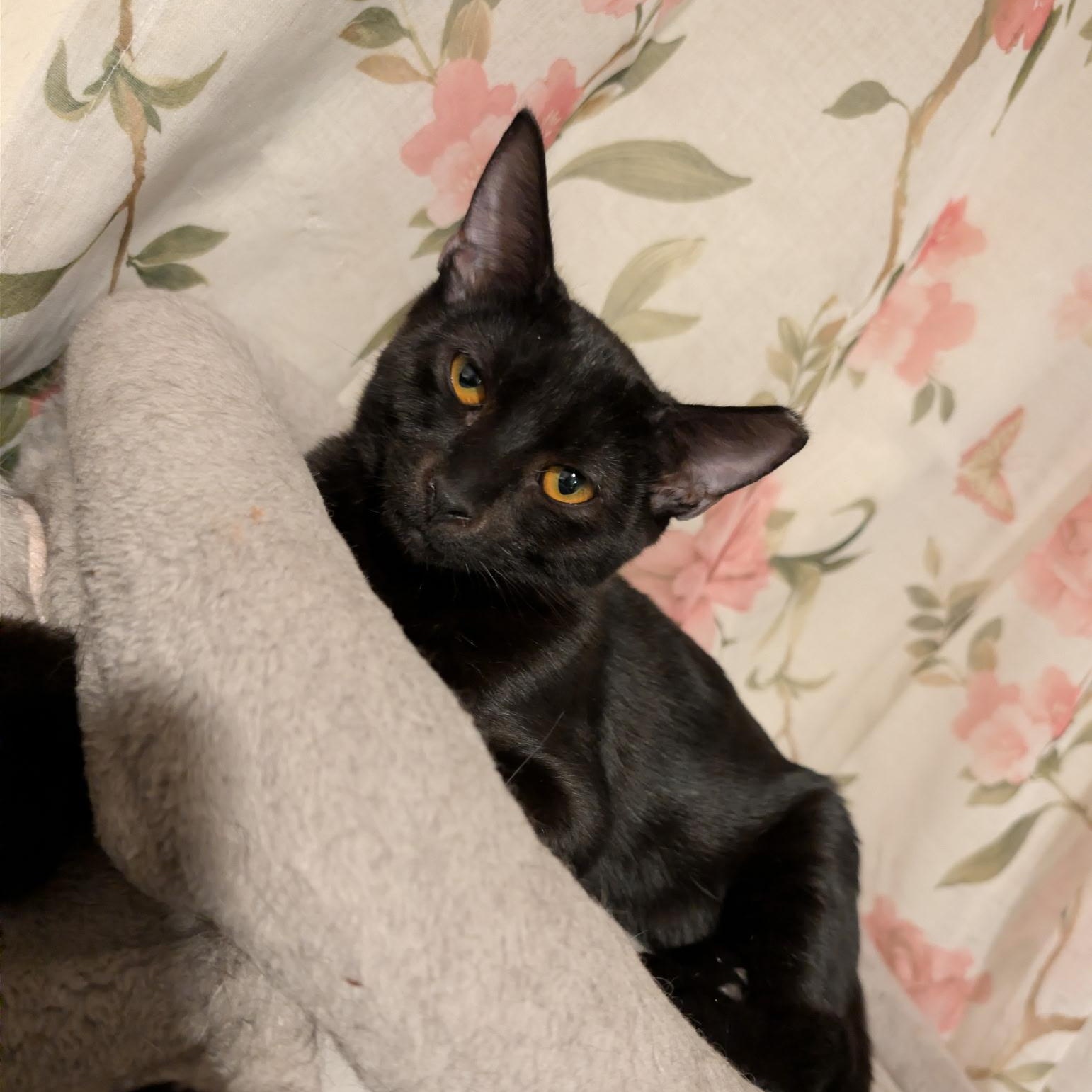 Jet, a ADOPTABLE Domestic Short Hair in Chandler, AZ image 1/2