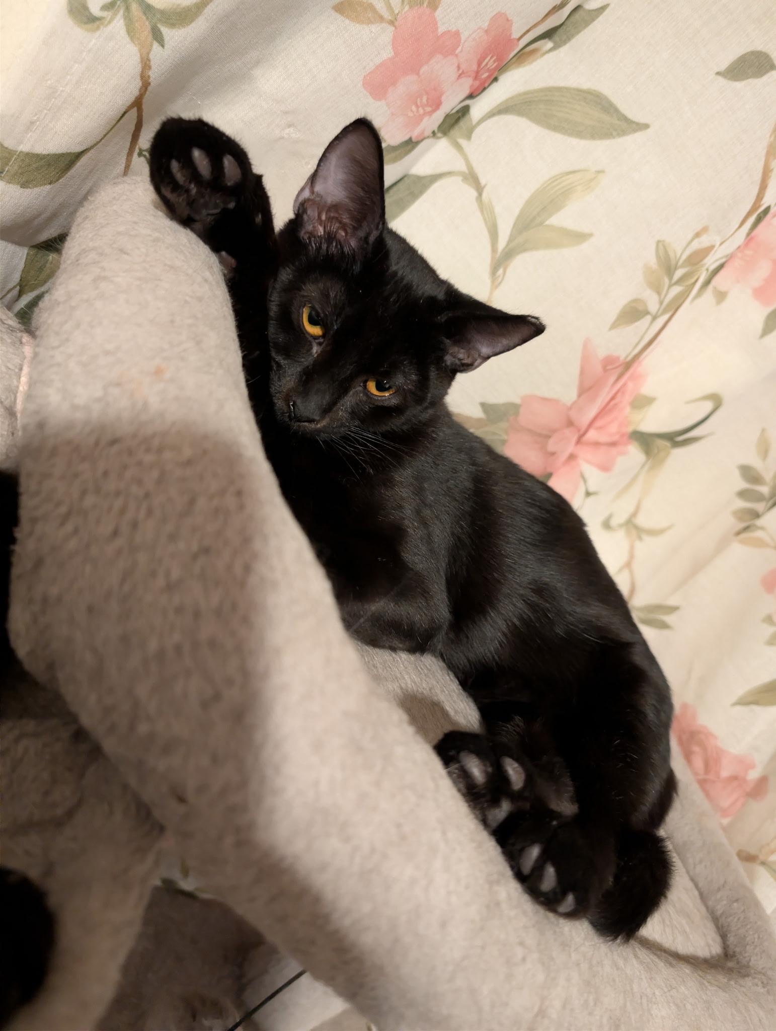 Jet, a ADOPTABLE Domestic Short Hair in Chandler, AZ image 2/2