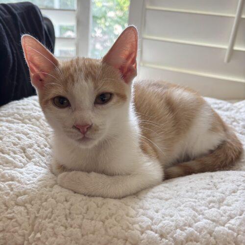 Enlarge Lapis, a Adoptable mixed breed in Gilbert, AZ image 1/1