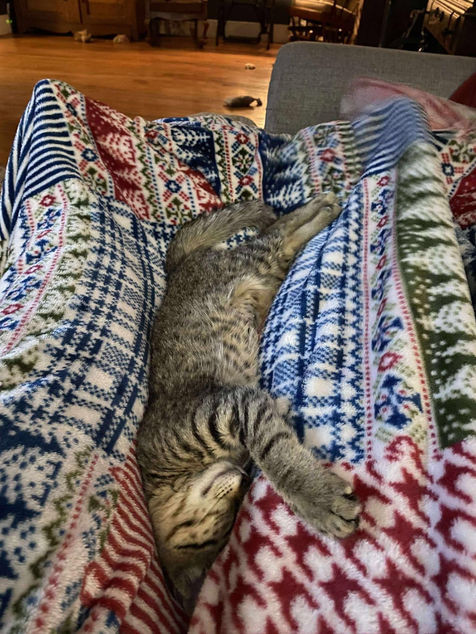 Frank Zappa thumbnail 4