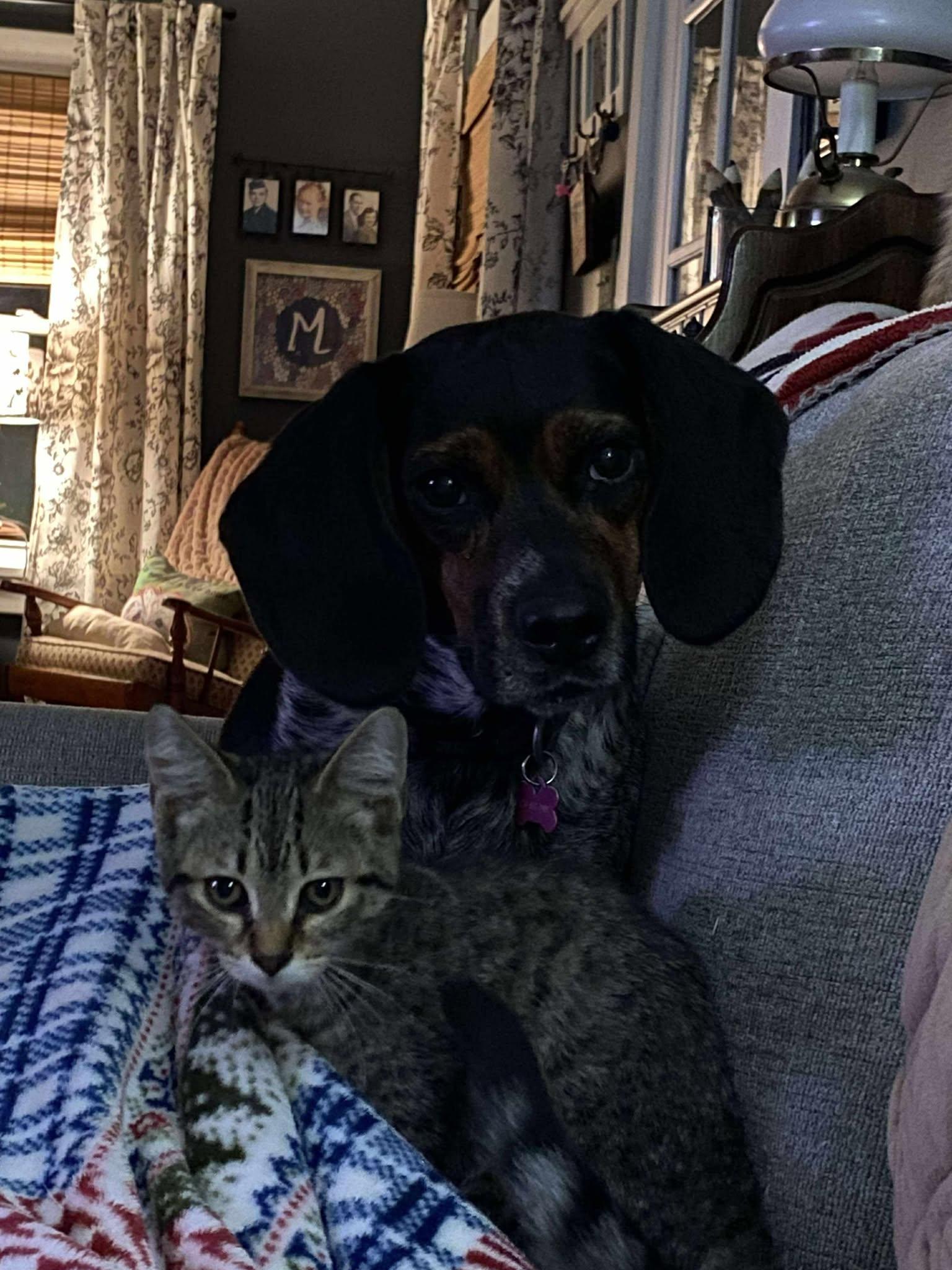 Frank Zappa thumbnail 5