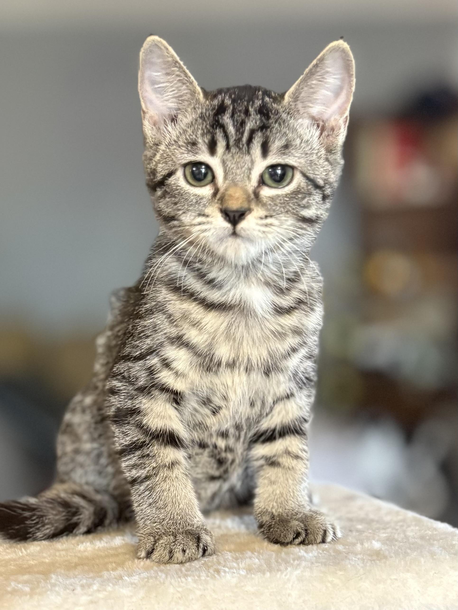 Cadbury
