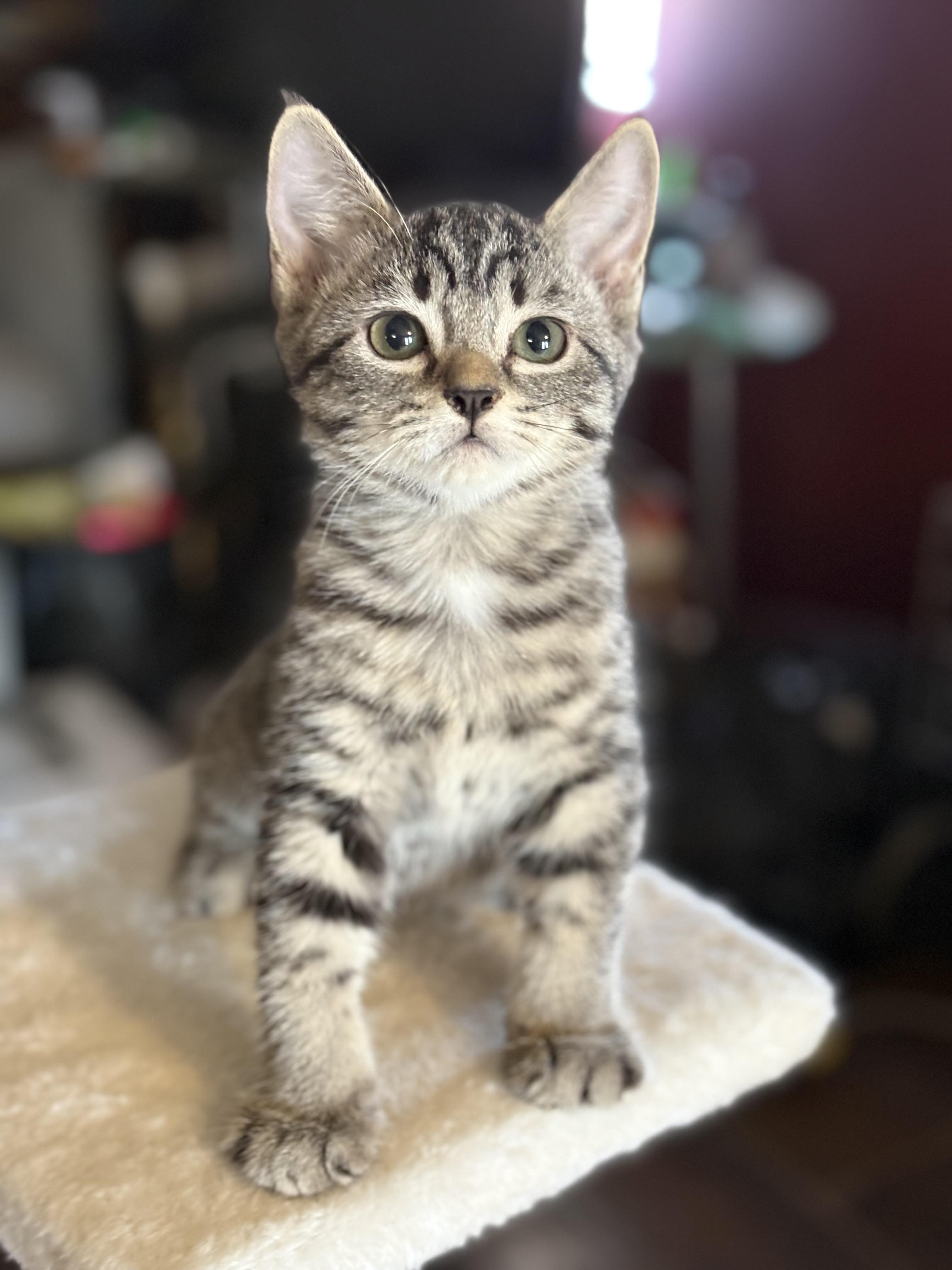 Cadbury