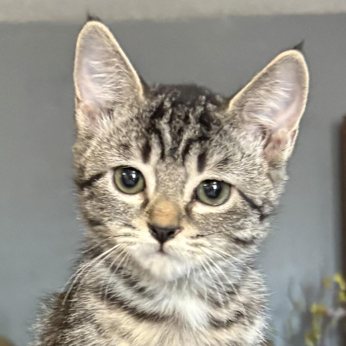 Cadbury