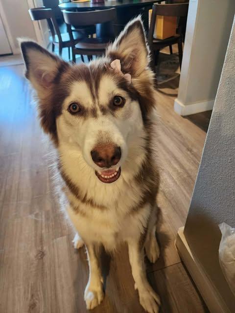 Enlarge Ember, a Adoptable Siberian Husky in Waco, TX image 2/4
