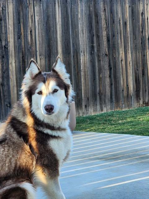 Enlarge Ember, a Adoptable Siberian Husky in Waco, TX image 4/4