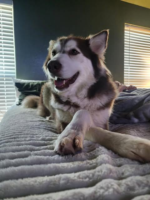 Enlarge Ember, a Adoptable Siberian Husky in Waco, TX image 3/4