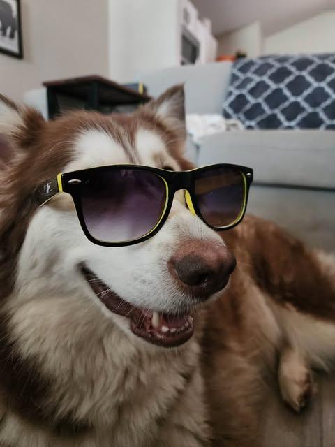 Ember, Adoptable, Adult Female Siberian Husky.