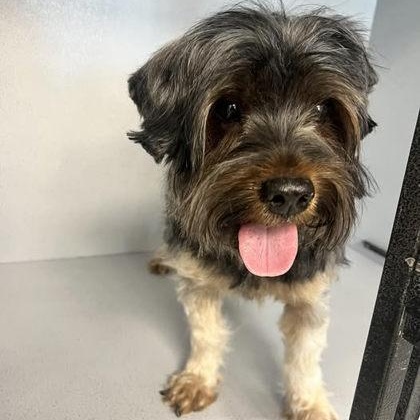 Enlarge Sterling, an adopted mixed breed in Converse, TX image 1/1