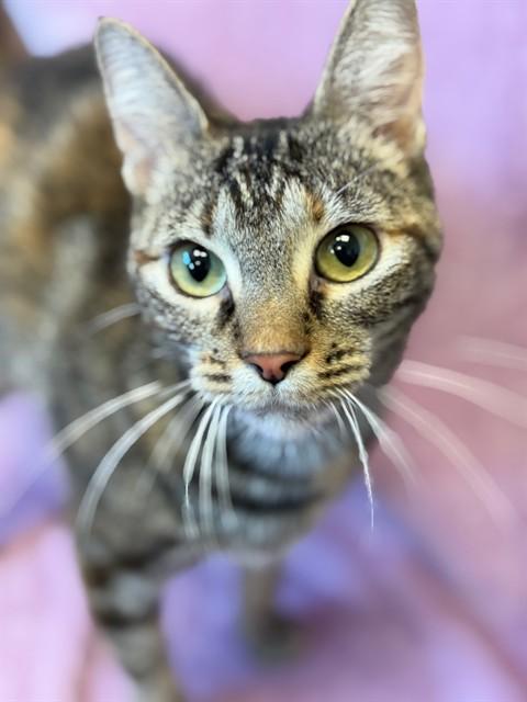 APRIL, Adoptable, Adult Female Domestic Short Hair.