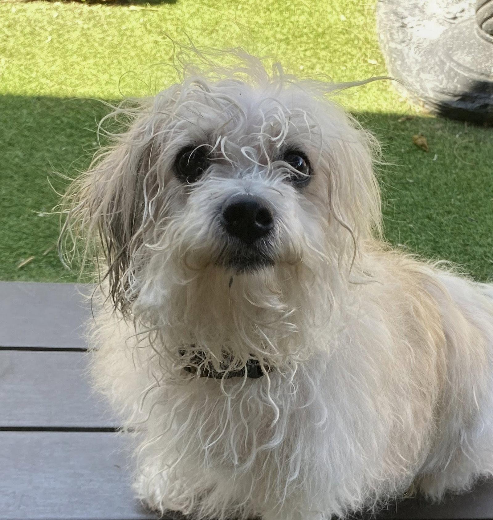 Layla, Adopted, Adult Female Shih Tzu & Poodle.