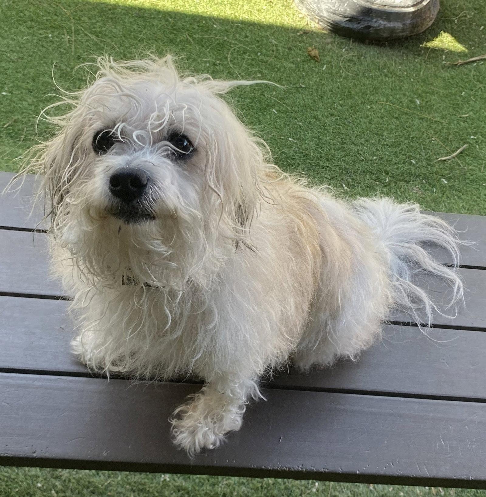 Layla, a Adopted mixed breed in Oakland Park, FL image 2/2