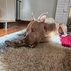 Lucy, a ADOPTABLE Pit Bull Terrier in Albuquerque, NM image 4/6