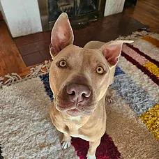Lucy, a ADOPTABLE Pit Bull Terrier in Albuquerque, NM image 5/6