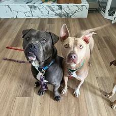 Lucy, a ADOPTABLE Pit Bull Terrier in Albuquerque, NM image 3/6