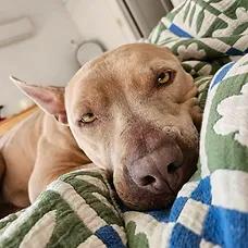 Lucy, a ADOPTABLE Pit Bull Terrier in Albuquerque, NM image 6/6
