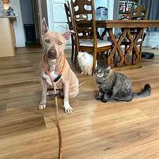 Lucy, a ADOPTABLE Pit Bull Terrier in Albuquerque, NM image 2/6