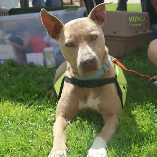 Lucy, ADOPTABLE, Young Female Pit Bull Terrier.