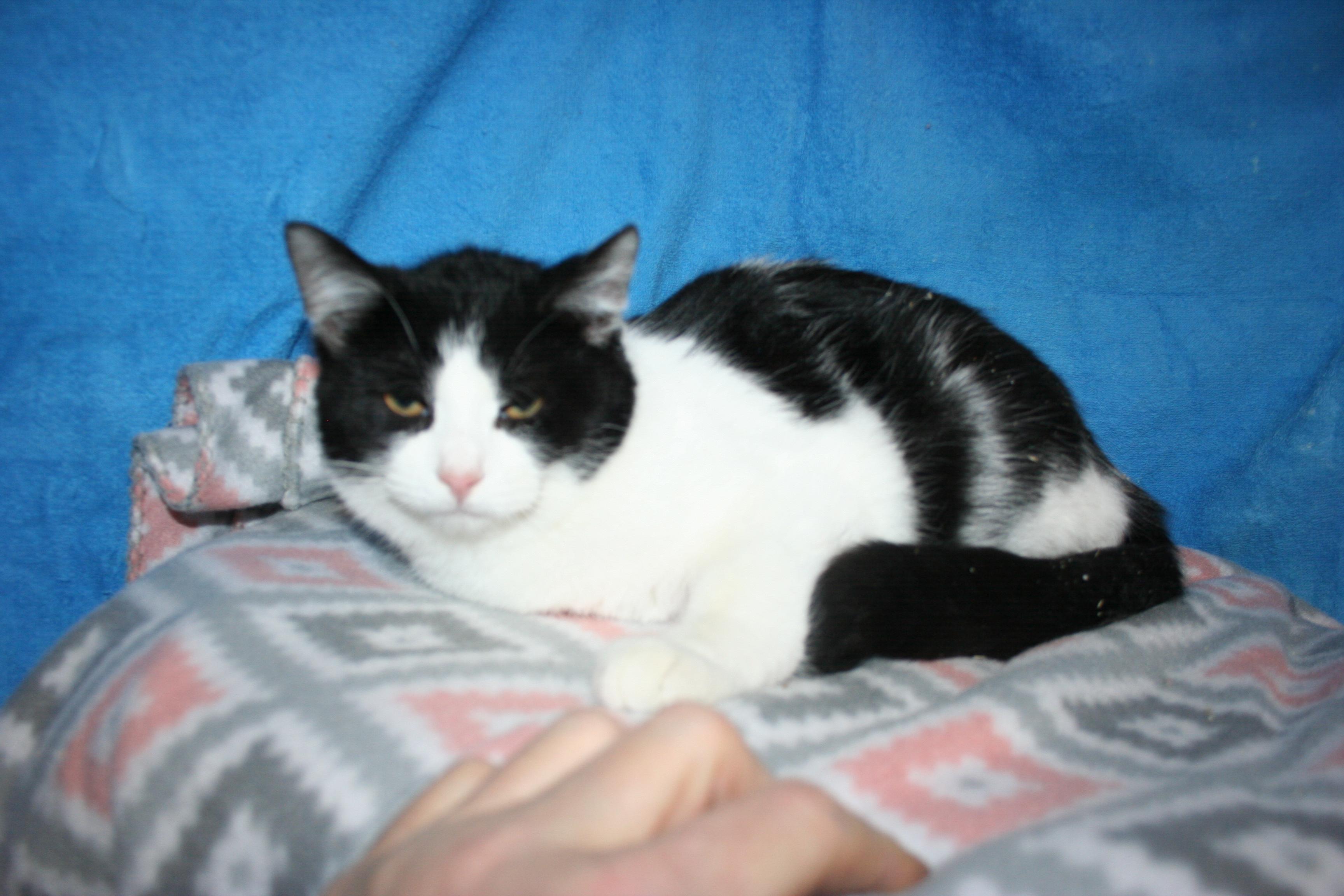 Enlarge Tig, a Adoptable mixed breed in Howell, MI image 1/2